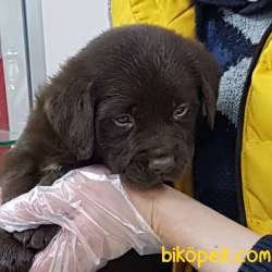Çikolata Labrador Retriever Yavruları 2