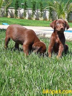 ÇİKOLATA LABRADOR RETRIEVER YAVRULARI 5