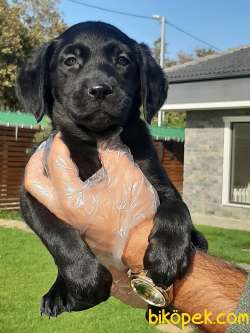 ÇİKOLATA LABRADOR RETRIEVER YAVRULARI 2