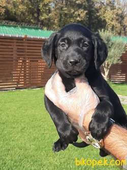 ÇİKOLATA LABRADOR RETRIEVER YAVRULARI 4