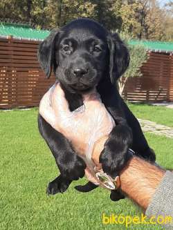 ÇİKOLATA LABRADOR RETRIEVER YAVRULARI 1