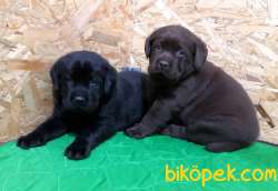 Cikolata Labrador Retriever Yavrulari 3