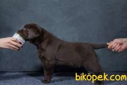 Cikolata Labrador Retriever Yavrulari 2