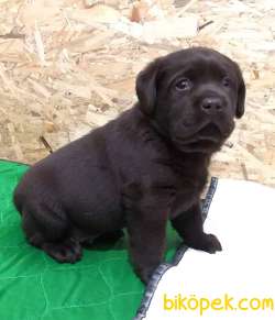Cikolata Labrador Retriever Yavrulari 1