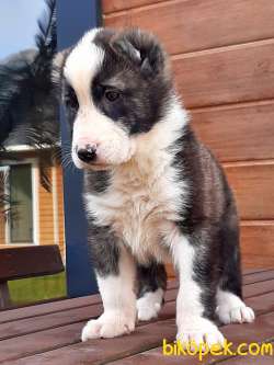 Çikolata LABRADOR RETRIEVER YAVRULARI 4