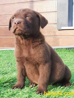 ÇİKOLATA LABRADOR RETRIEVER YAVRULARI 1