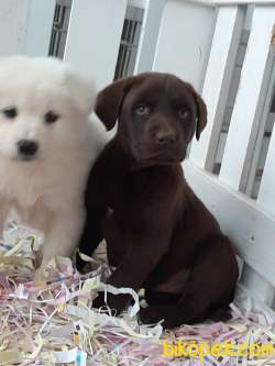 ÇİKOLATA LABRADOR RETRIEVER YAVRULARI 4