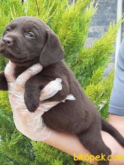 ÇİKOLATA LABRADOR RETRİEVER YAVRULARI 4