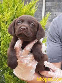 ÇİKOLATA LABRADOR RETRİEVER YAVRULARI 2