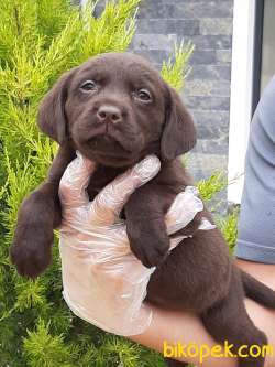 ÇİKOLATA LABRADOR RETRİEVER YAVRULARI 1