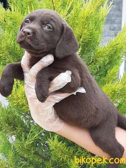 ÇİKOLATA LABRADOR RETRİEVER YAVRULARI 4