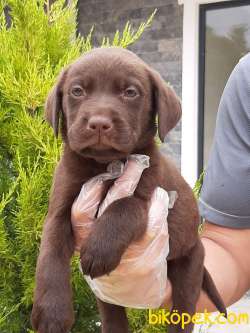 ÇİKOLATA LABRADOR RETRIEVER YAVRULARI 5
