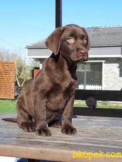 Çikolata Labrador Retriever Yavruları 2