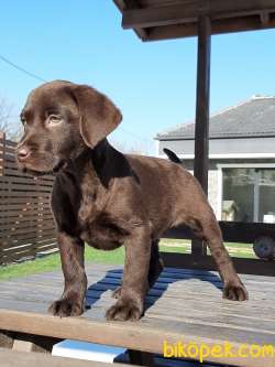Çikolata LABRADOR RETRIEVER YAVRULARI 2
