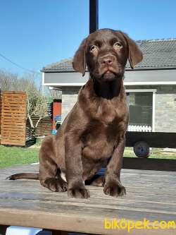 Çikolata LABRADOR RETRİEVER YAVRULARI 2