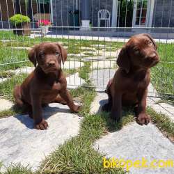 ÇİKOLATA LABRADOR RETRIEVER YAVRULARI 2