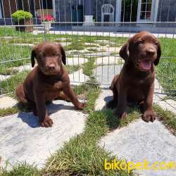 ÇİKOLATA LABRADOR RETRIEVER YAVRULARI 4