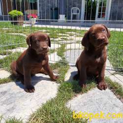 ÇİKOLATA LABRADOR RETRIEVER YAVRULARI 1