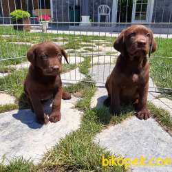 ÇİKOLATA LABRADOR RETRIEVER YAVRULARI 3