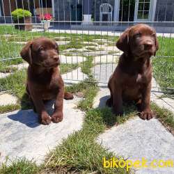 ÇİKOLATA LABRADOR RETRIEVER YAVRULARI 5