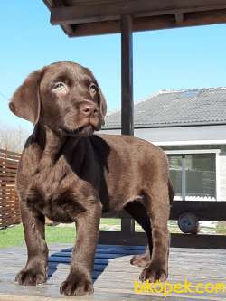ÇİKOLATA LABRADOR RETRIEVER YAVRULARI 4