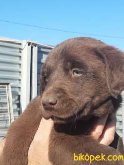 ÇİKOLATA LABRADOR RETRIEVER YAVRULARI (EVE TESLİM) 5