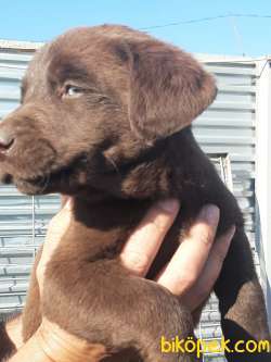 ÇİKOLATA LABRADOR RETRIEVER YAVRULARI (EVE TESLİM) 2