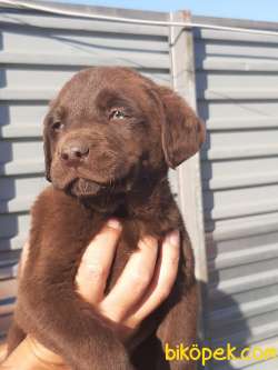 ÇİKOLATA LABRADOR RETRIEVER YAVRULARI (EVE TESLİM) 3