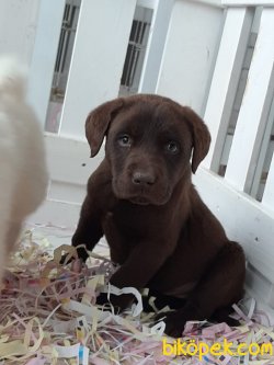 ÇIKOLATA LABRADOR RETRIEVER YAVRULARIMIZ 4
