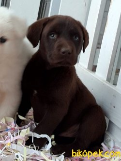 ÇIKOLATA LABRADOR RETRIEVER YAVRULARIMIZ 3