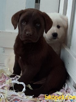 ÇIKOLATA LABRADOR RETRIEVER YAVRULARIMIZ 2