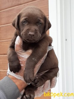 Çıkolata LABRADOR RETRIEVER YAVRULARIMIZ 2