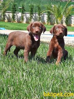ÇİKOLATA LABRADOR RETRIEVER YAVRULARIMIZ 3