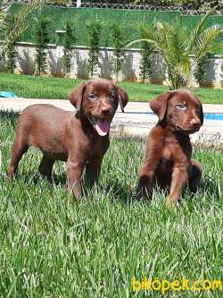Satılık Çi̇kolata Labrador Retrıever Yavrularımız 3