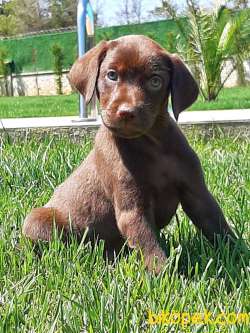 Satılık Çi̇kolata Labrador Retrıever Yavrularımız 5