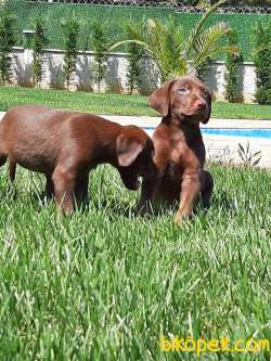 Satılık Çi̇kolata Labrador Retrıever Yavrularımız 4