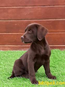 ÇİKOLATA LABRADOR RETRIEVER YAVRULARIMIZ 2