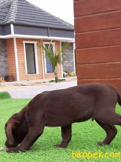 ÇİKOLATA LABRADOR RETRIEVER YAVRULARIMIZ 3