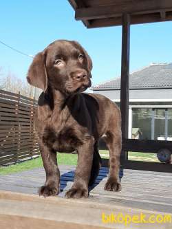 ÇİKOLATA LABRADOR RETRIEVER YAVRULARIMIZ 1
