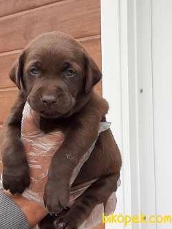 ÇİKOLATA LABRADOR RETRIEVER YAVRULARIMIZ 4