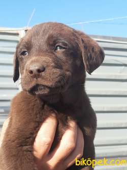ÇİKOLATA LABRADOR RETRIEVER YAVRULARIMIZ 2