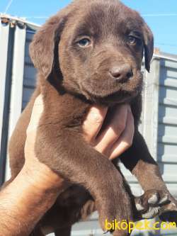 ÇİKOLATA LABRADOR RETRIEVER YAVRULARIMIZ 3