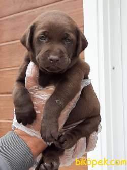 ÇİKOLATA LABRADOR RETRIEVER YAVRULARIMIZ 5