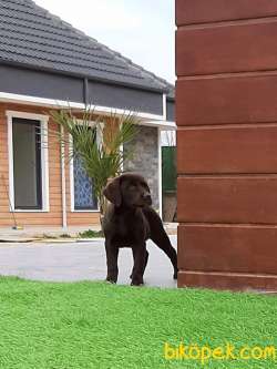 ÇİKOLATA LABRADOR RETRIEVER YAVRULARIMIZ 2