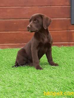 ÇİKOLATA LABRADOR RETRIEVER YAVRULARIMIZ 4