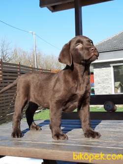 ÇİKOLATA LABRADOR RETRIEVER YAVRULARIMIZ 5