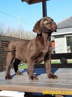 ÇİKOLATA LABRADOR RETRIEVER YAVRULARIMIZ 3