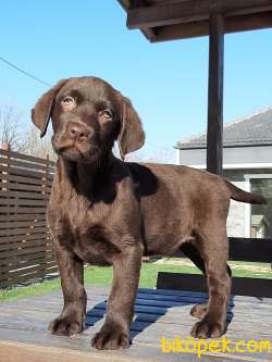 ÇİKOLATA LABRADOR RETRIEVER YAVRULARIMIZ 1