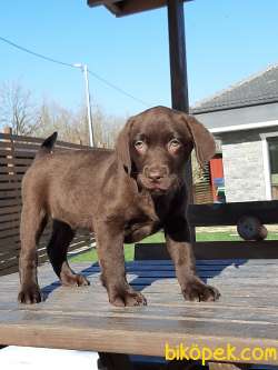 ÇİKOLATA LABRADOR RETRIEVER YAVRULARIMIZ 4