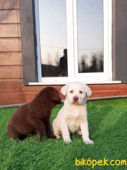 ÇİKOLATA LABRADOR RETRIEVER YAVRULARIMIZ 3